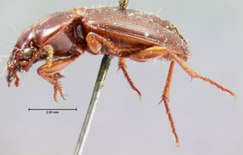 Media type: image;   Entomology 5622 Aspect: habitus lateral view